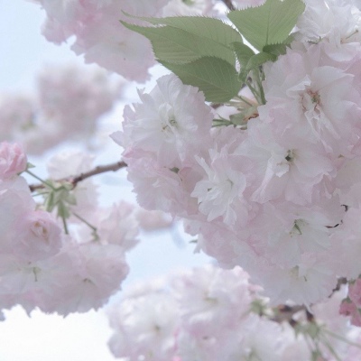 兽设黎明场景创作FurryQQ群